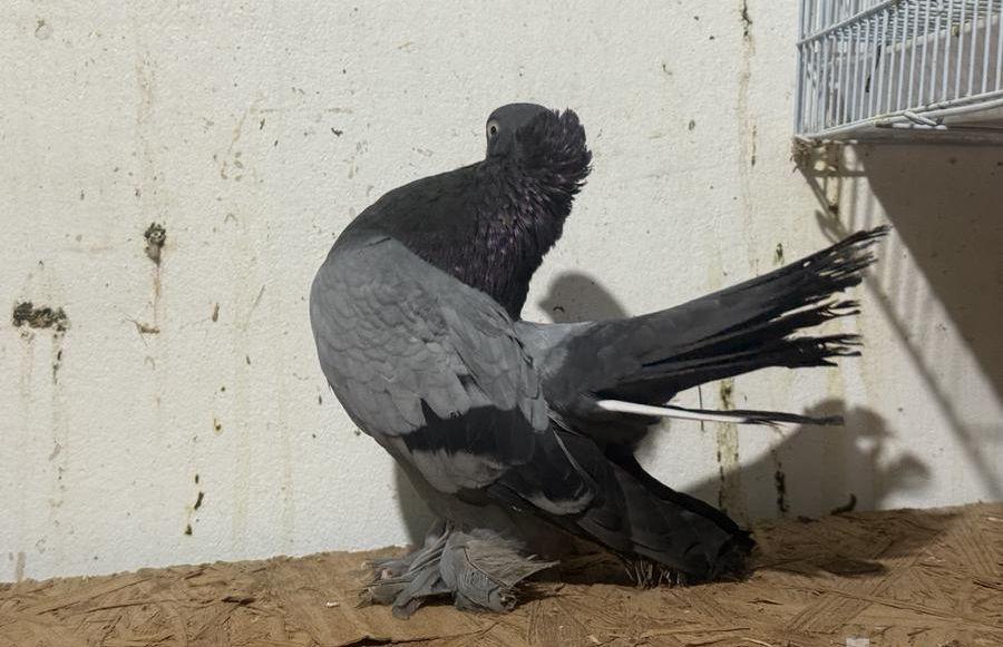 زوج كرنقو بلو