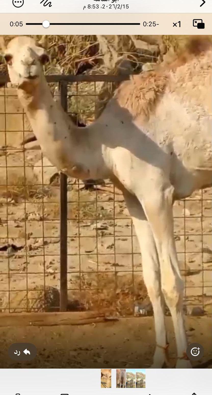 قعدان هجن تربيه