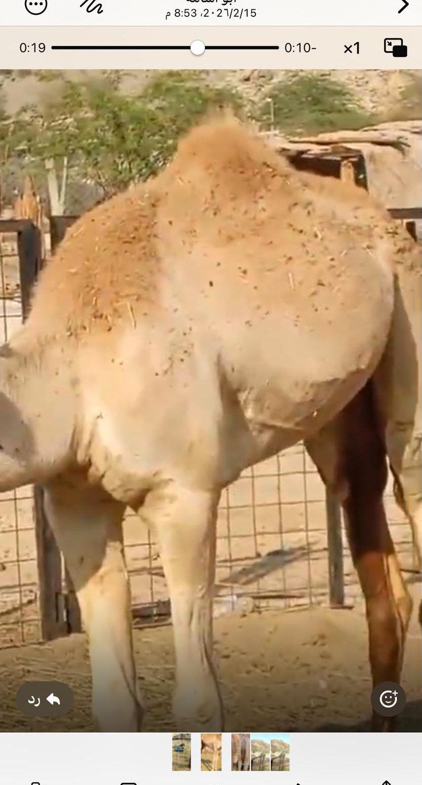 قعدان هجن تربيه