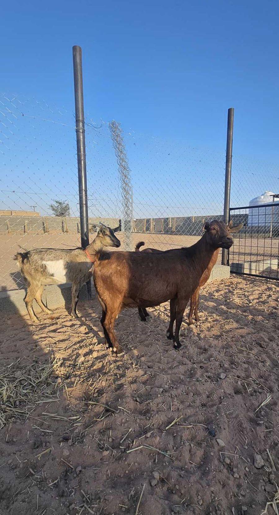 ماعز 3 جنوبيات