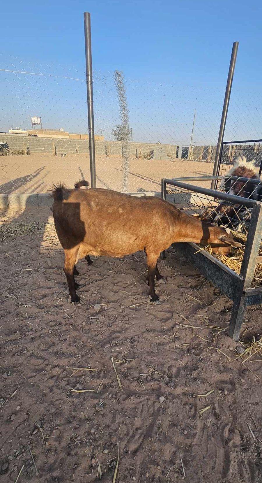 ماعز 3 جنوبيات