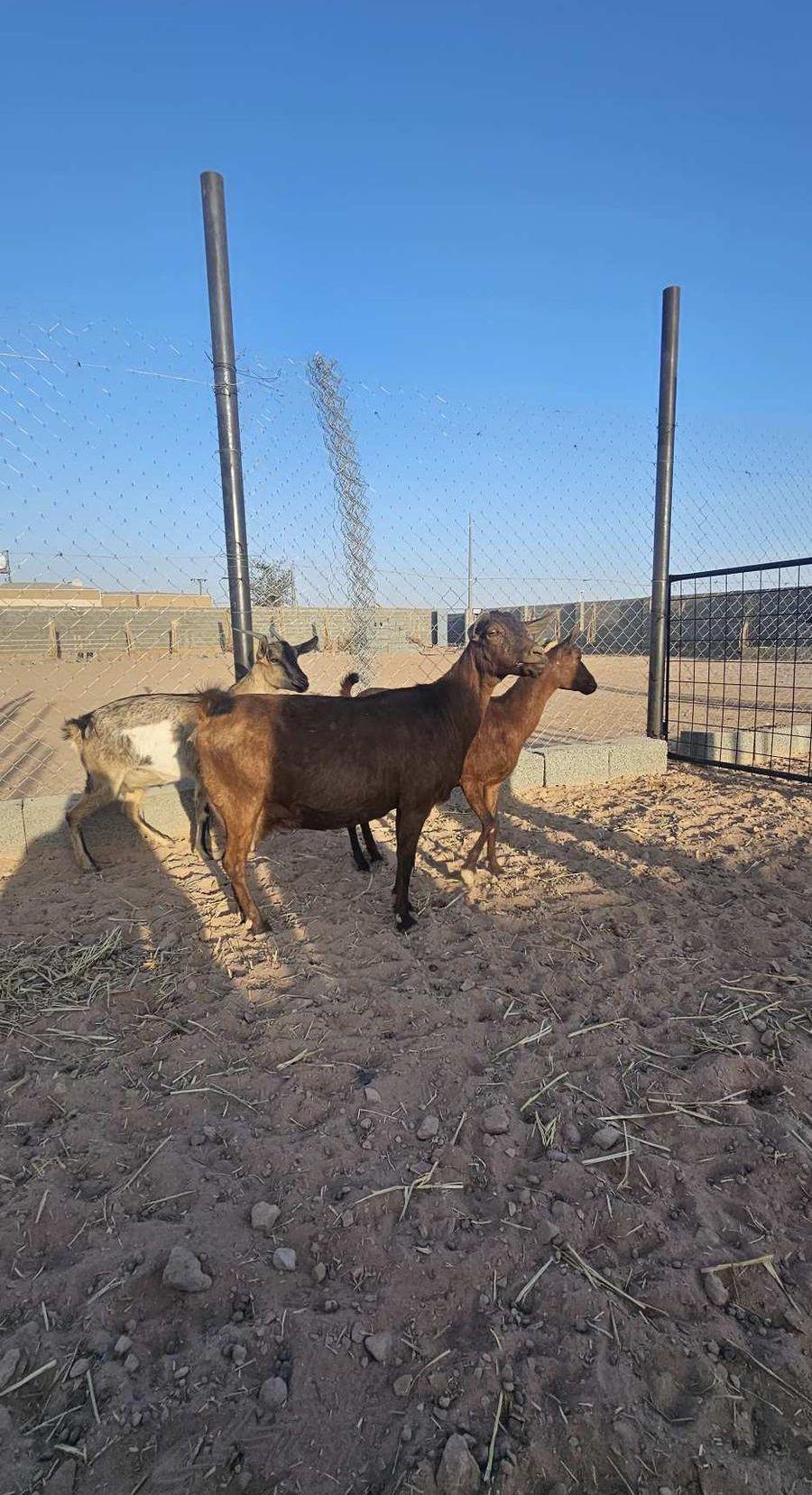 ماعز 3 جنوبيات