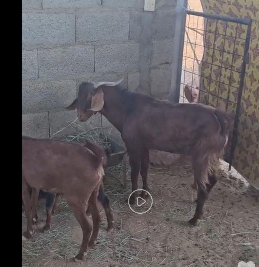 ماعز 3 جنوبيات