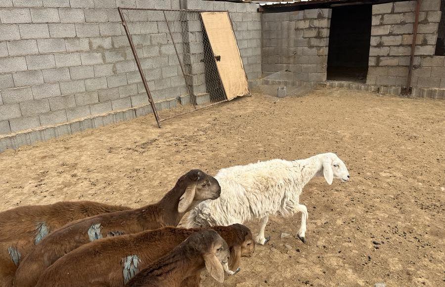 رخل حريه ثنيه