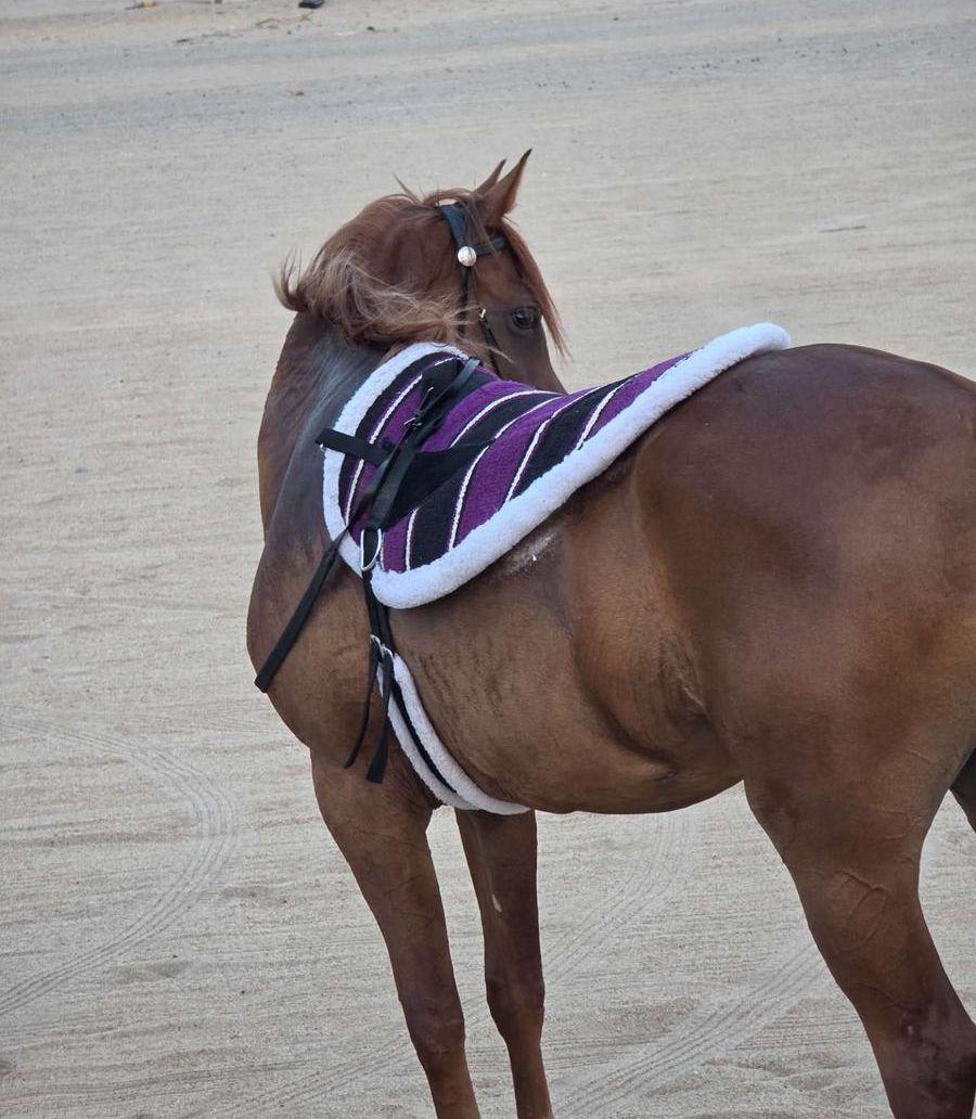 لبادات ركوب خيل
