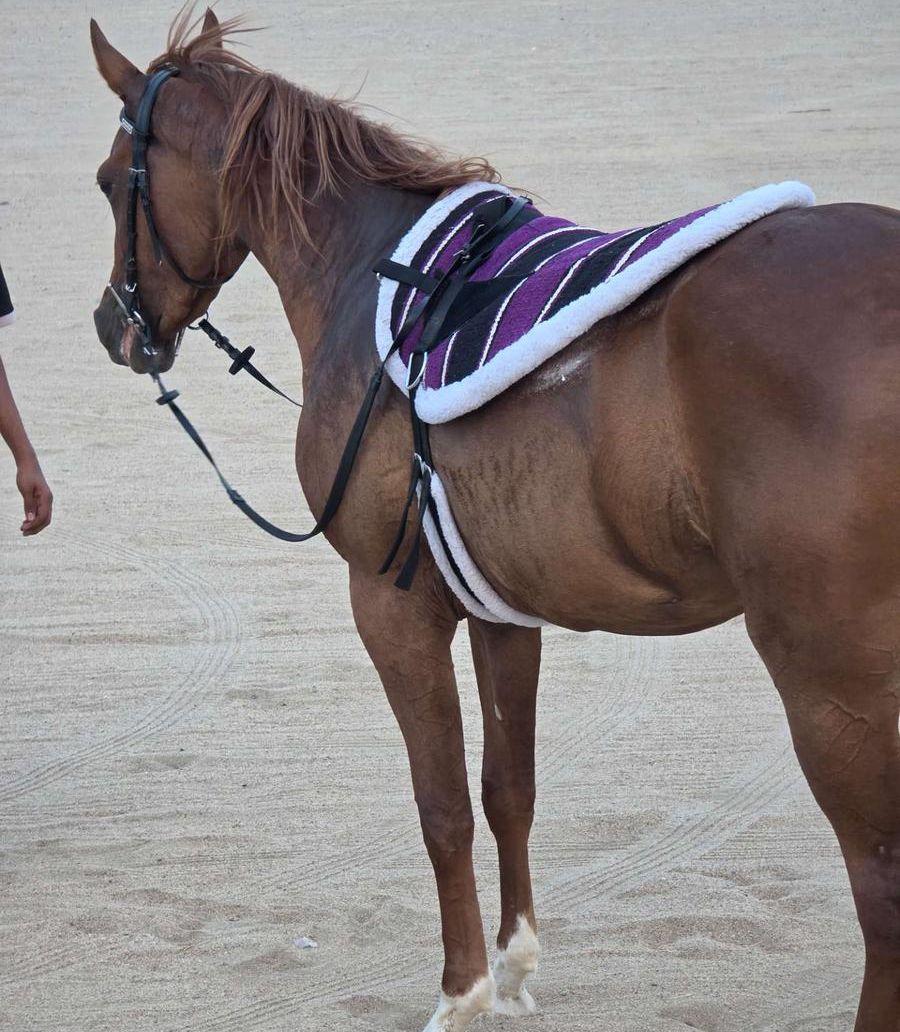 لبادات ركوب خيل