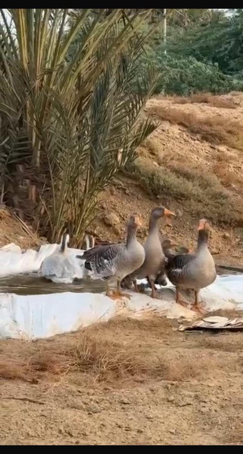 وز عراقي و