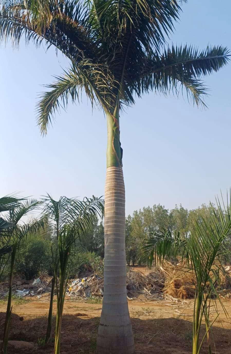 نخل ملوكي فاخر