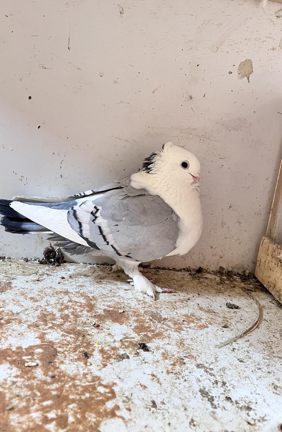 جوز حمام حب