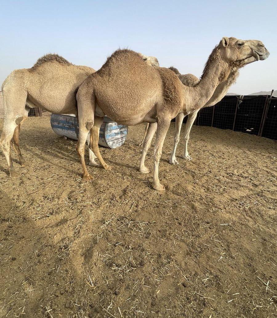 للبيع