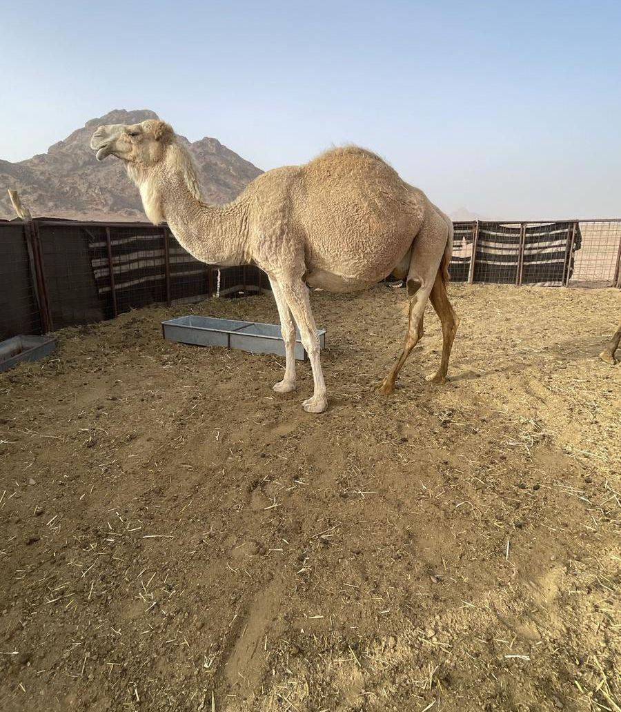 للبيع