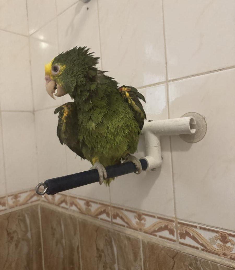 فرخ دبل يلو
