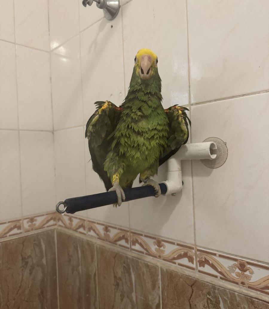 فرخ دبل يلو