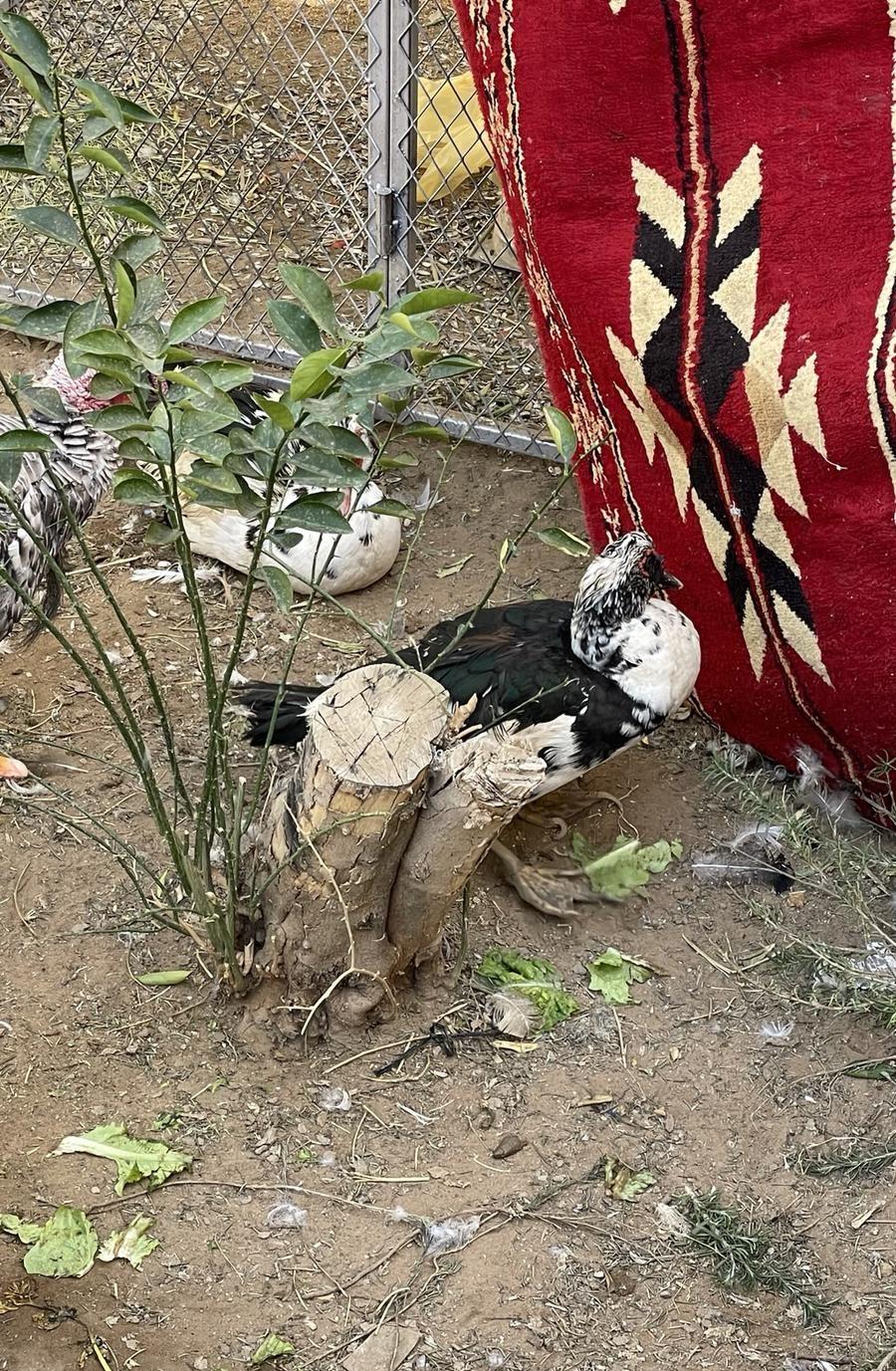 بط ووز