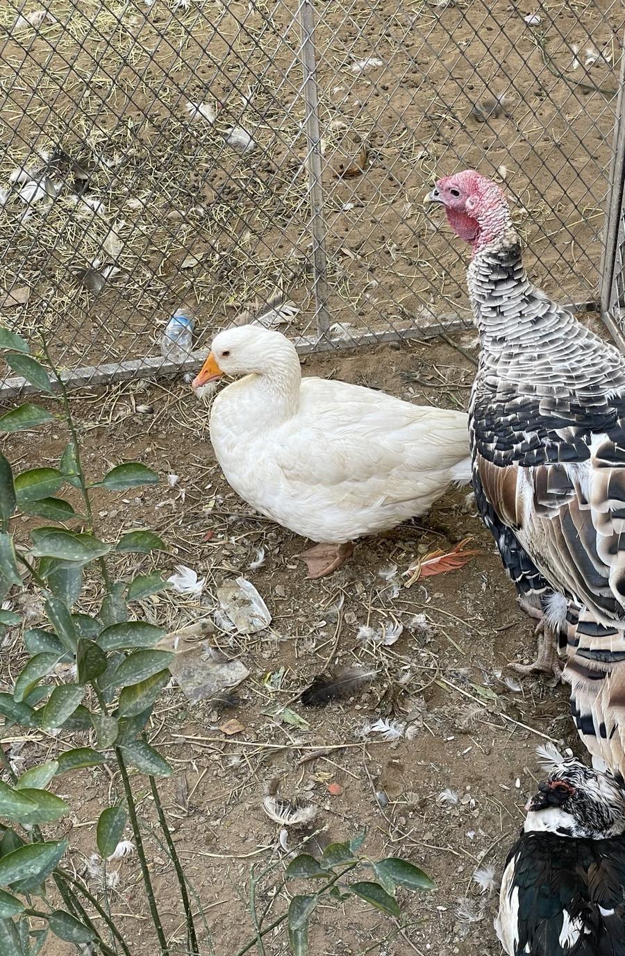بط ووز
