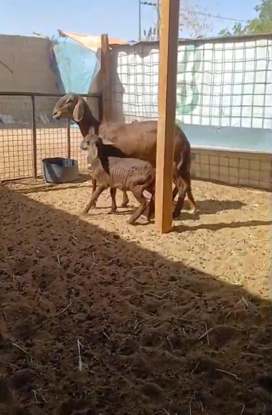 ساكنيه تحتها رخل
