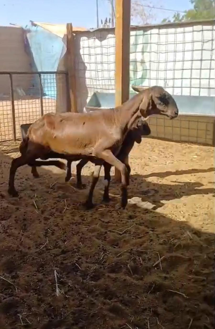 ساكنيه تحتها رخل