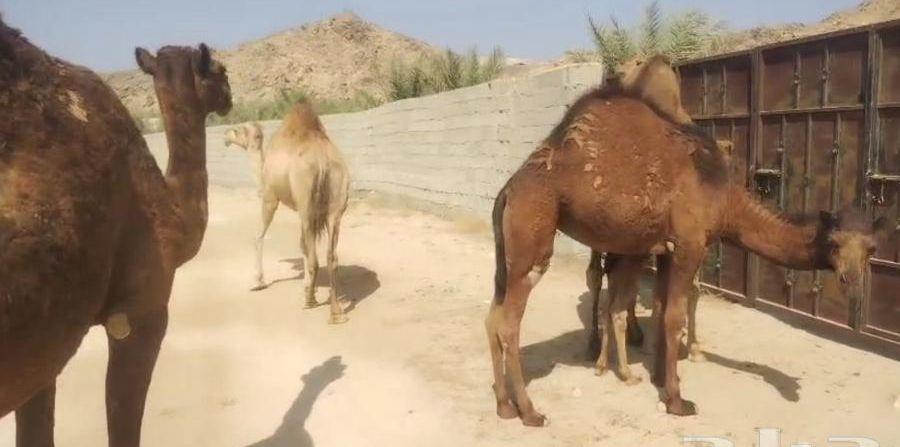 ابل للبيع