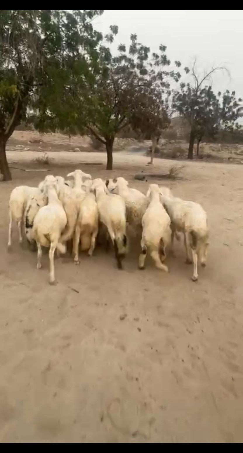 للبيع ذبايح سواكن