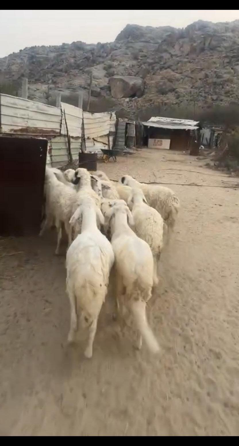 للبيع ذبايح سواكن