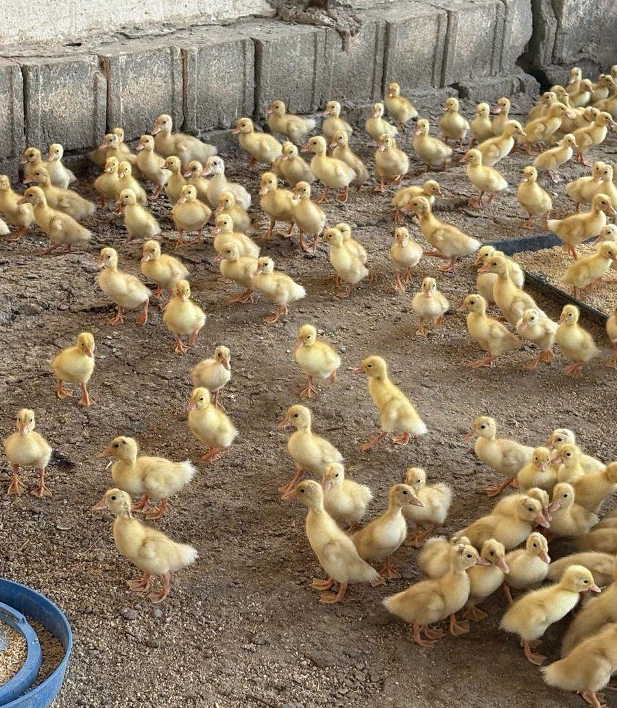 صيصان بط بكيني