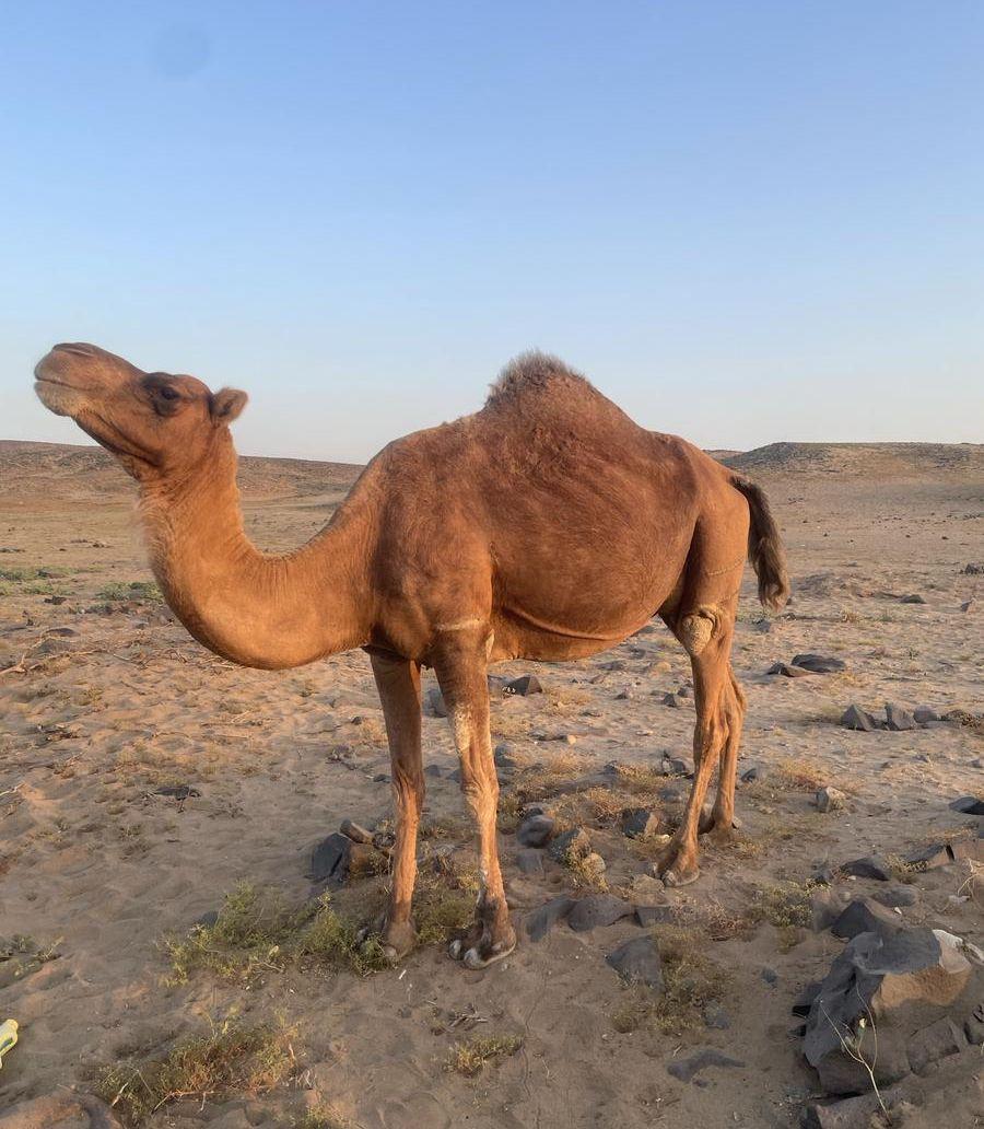نياق للبيع