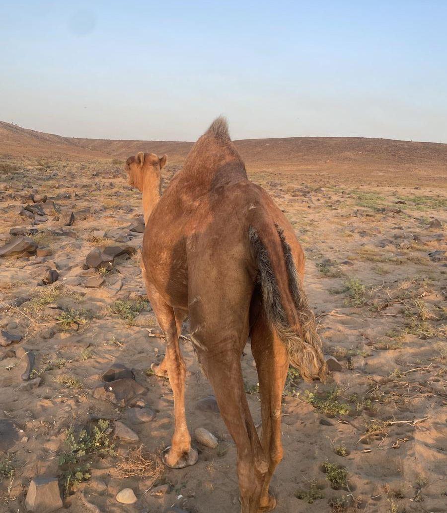 نياق للبيع