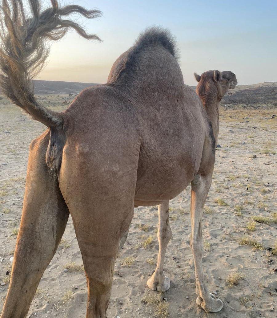 نياق للبيع