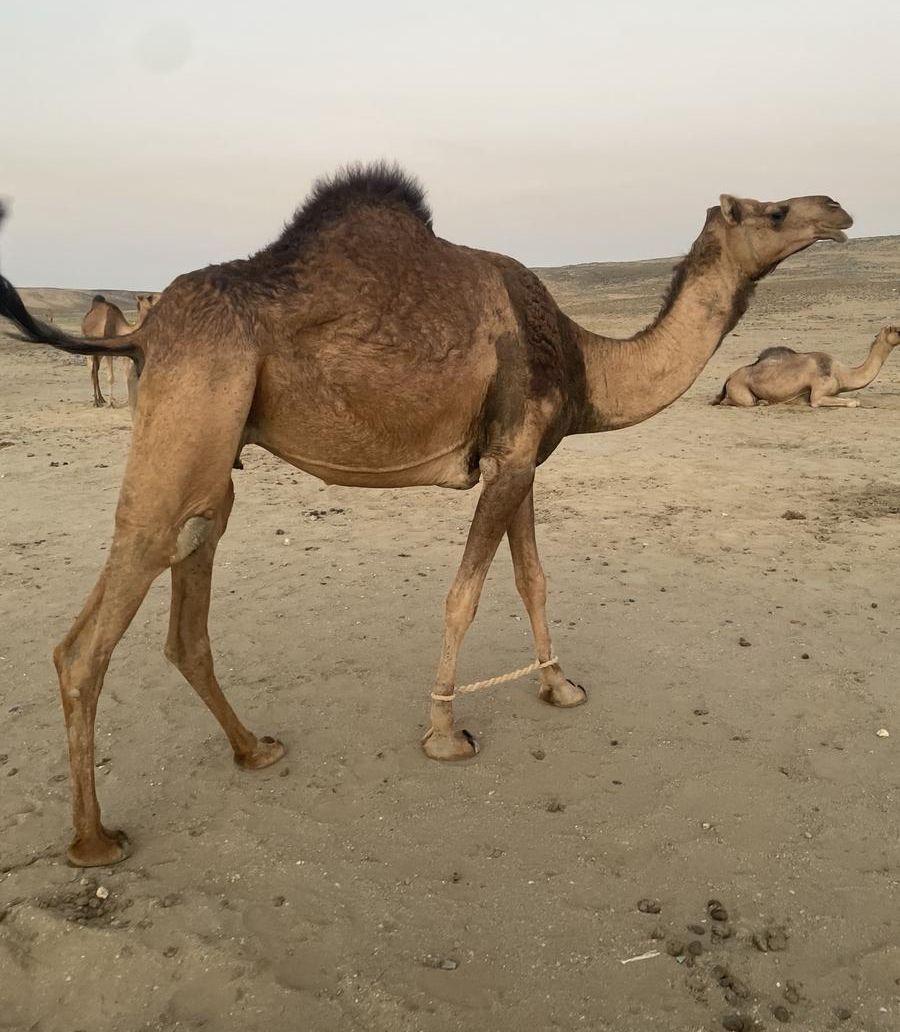 نياق للبيع