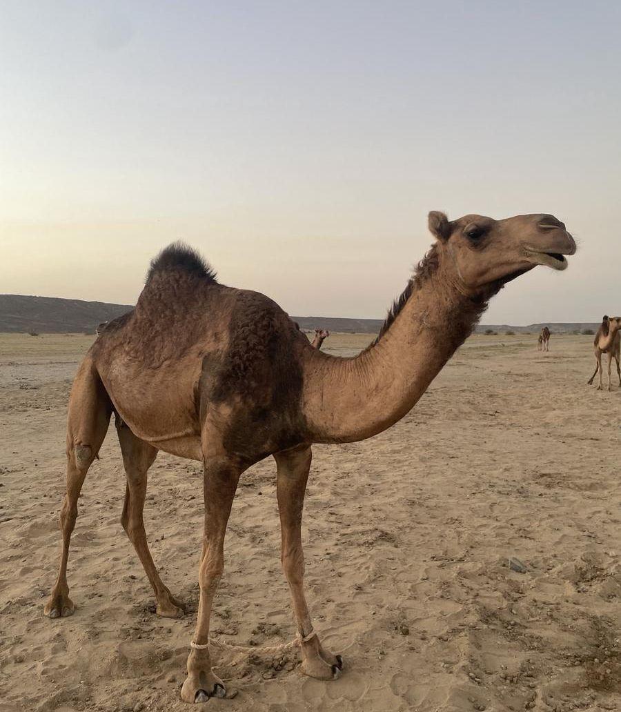 نياق للبيع