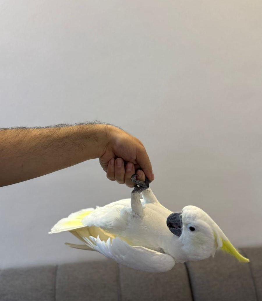 ببغاء كوكارو سفلر