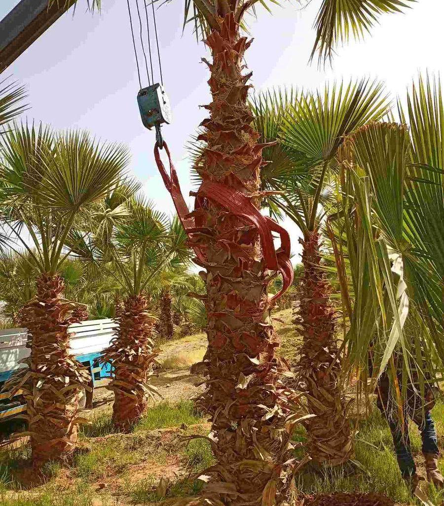 نخل واشنطني جميع