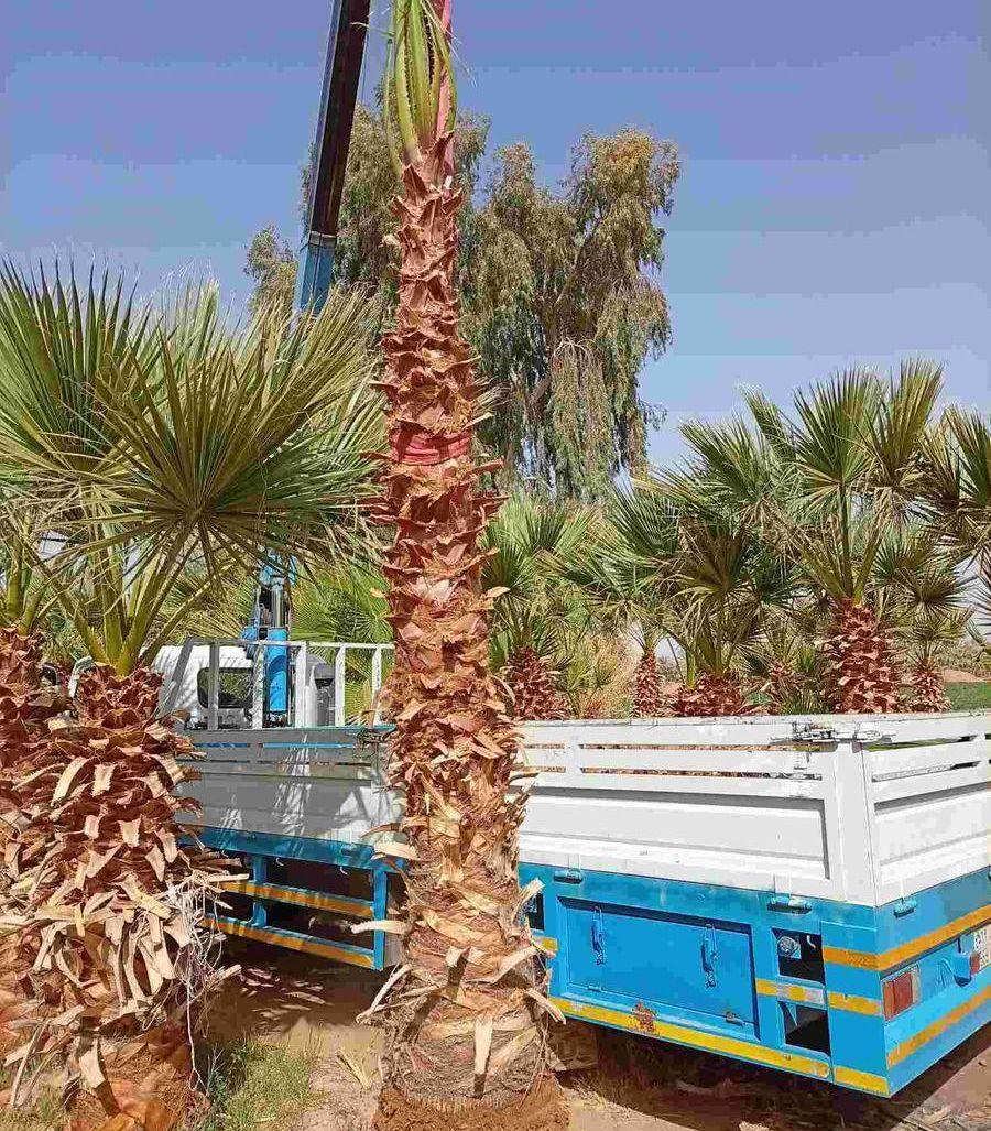 نخل واشنطني جميع