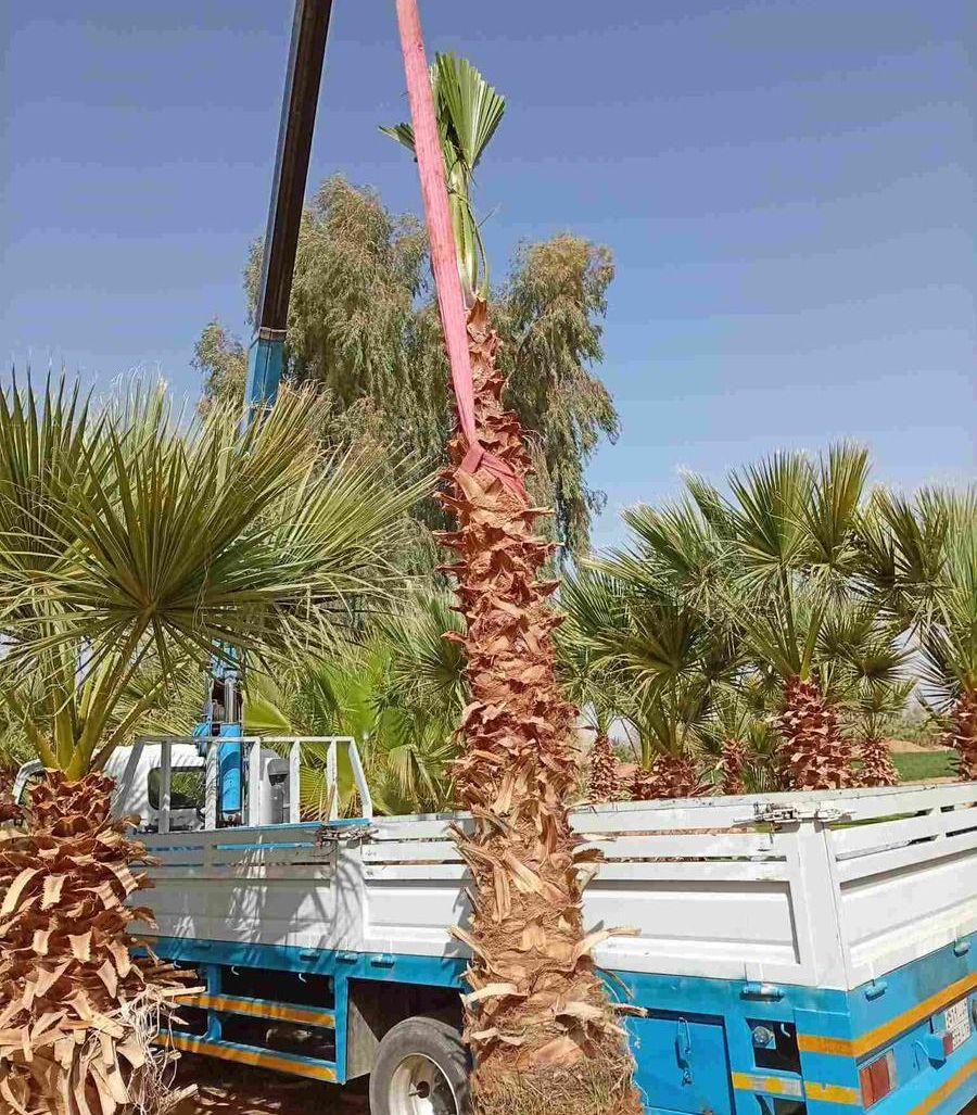 نخل واشنطني جميع