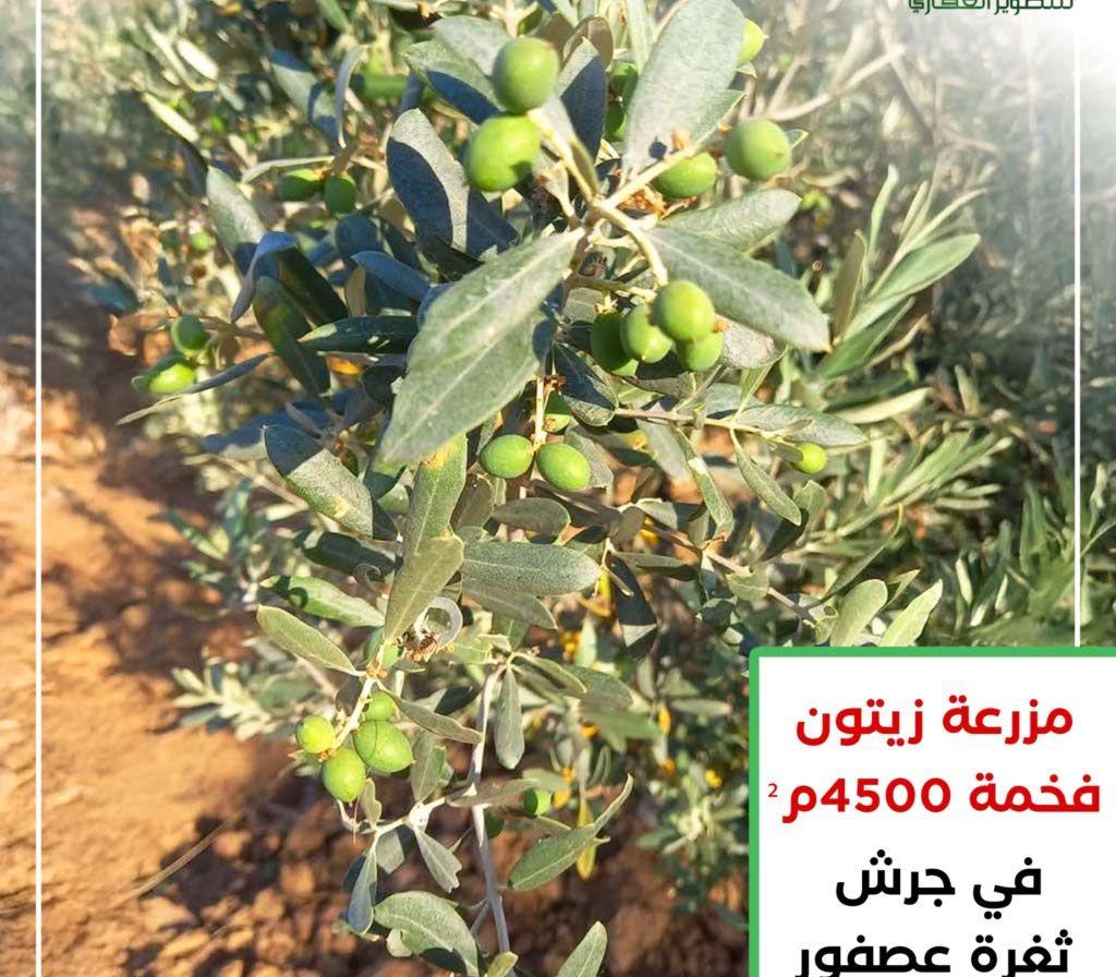 مزرعه زيتون منتج