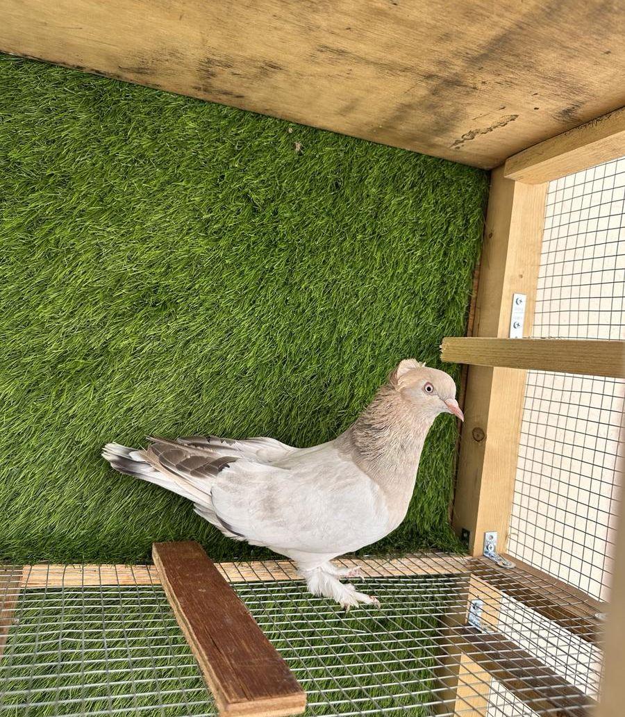 حمام تركي انثى