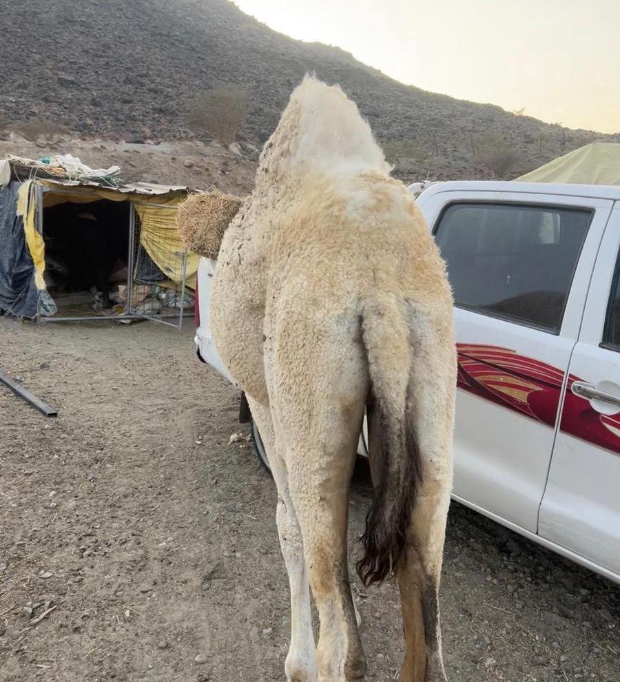 مفرود