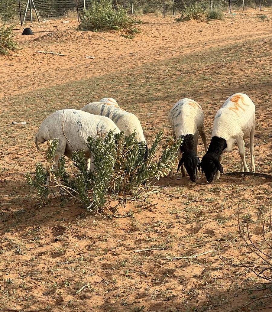 طليان برابر برية