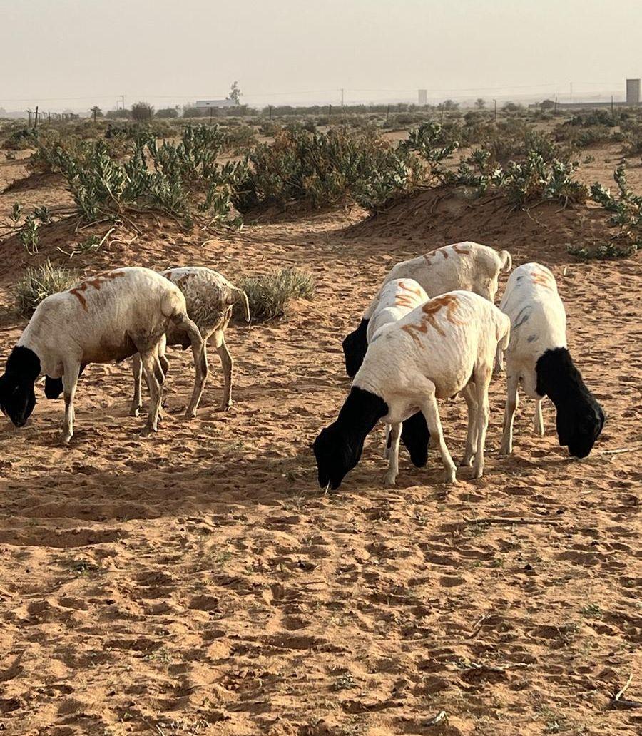 طليان برابر برية