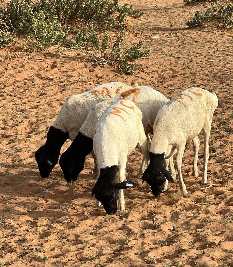 طليان برابر برية