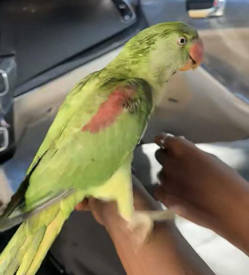للبيع ببغاء دره