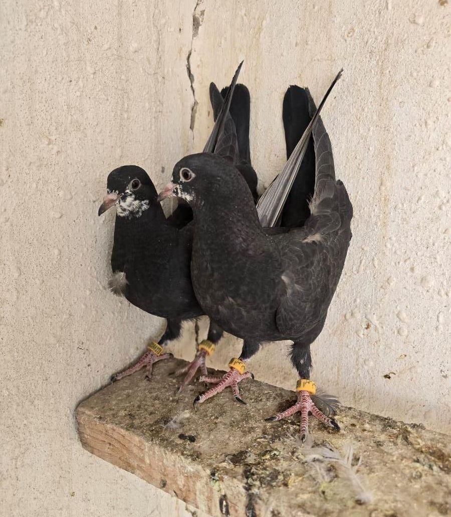 طبات رام باكستاني