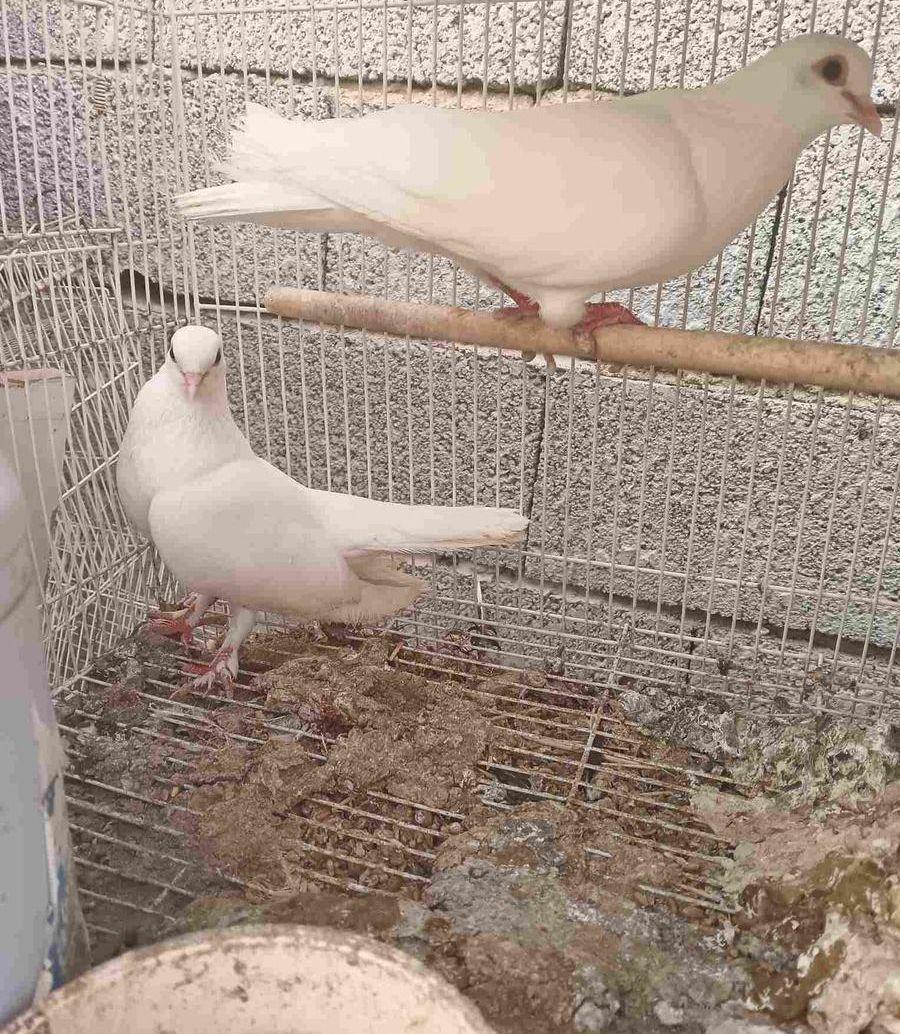 جوز صنعاني بفرخين