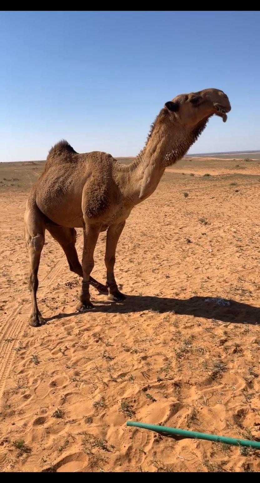 بعير فحل اصفر