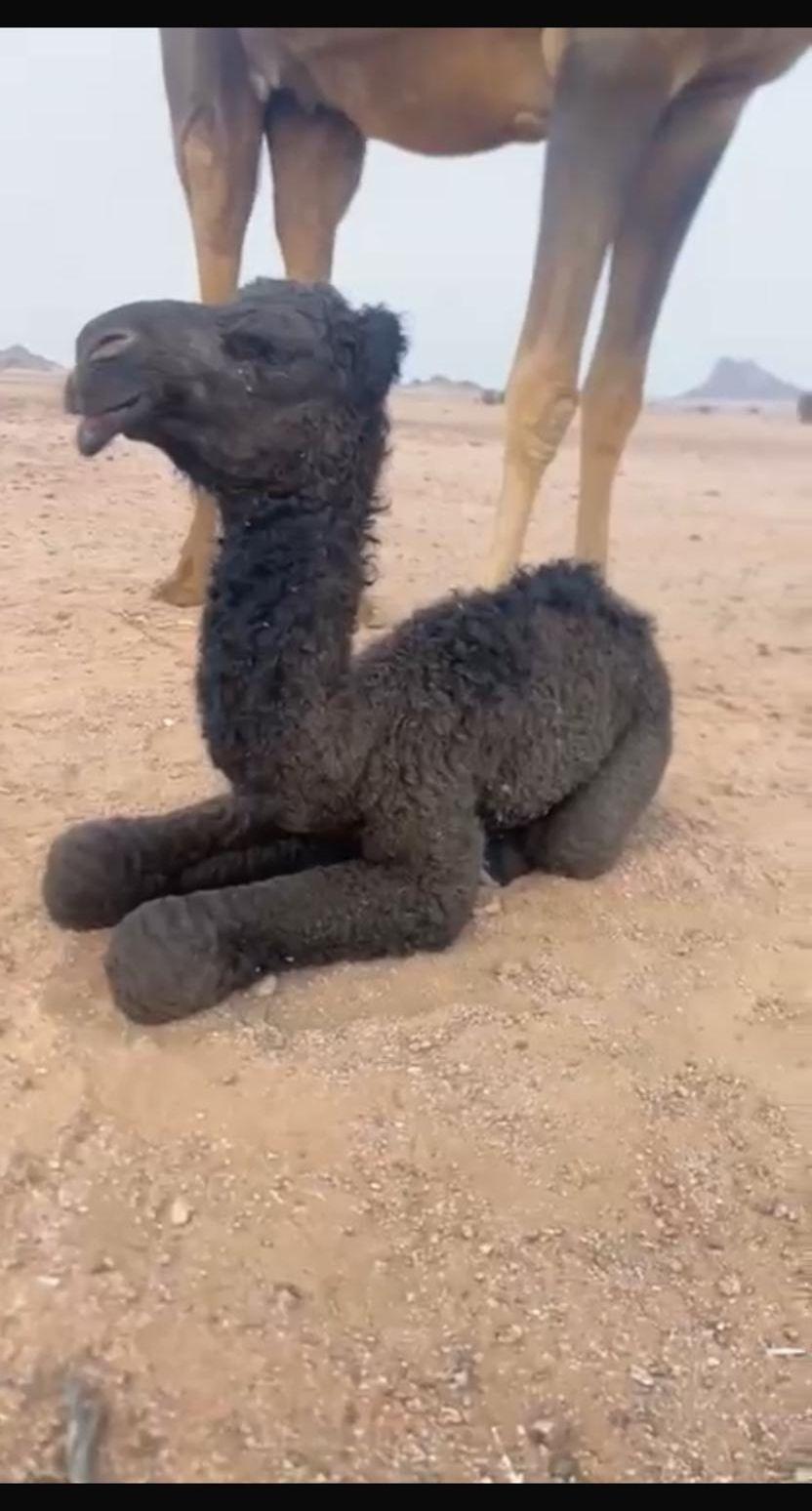 بعير فحل اصفر