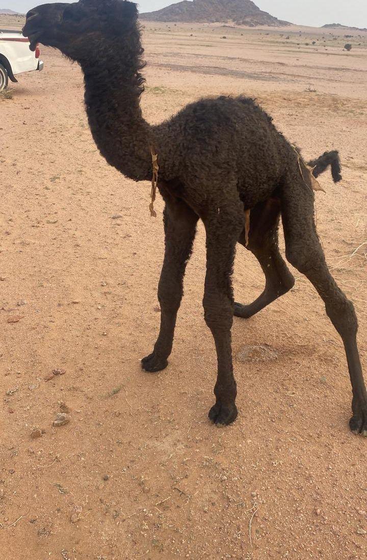 بعير فحل اصفر