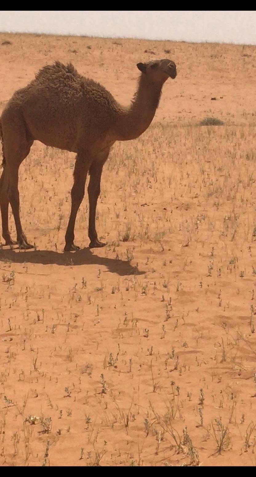 بعير فحل اصفر