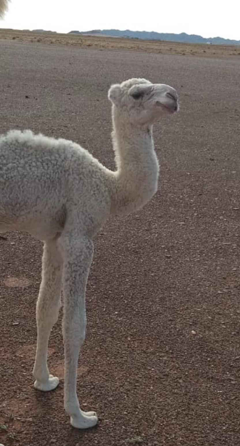بعير فحل اصفر