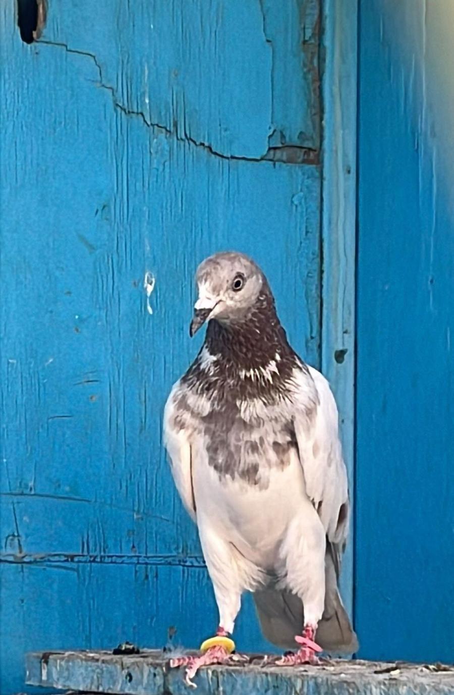 حمام باكستاني
