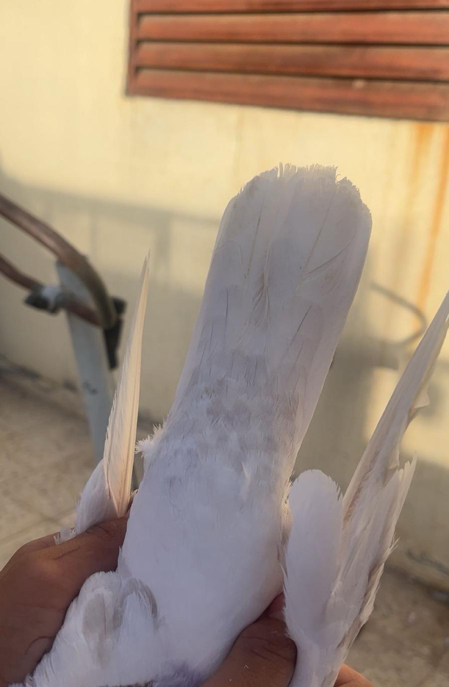 حمام باكستاني